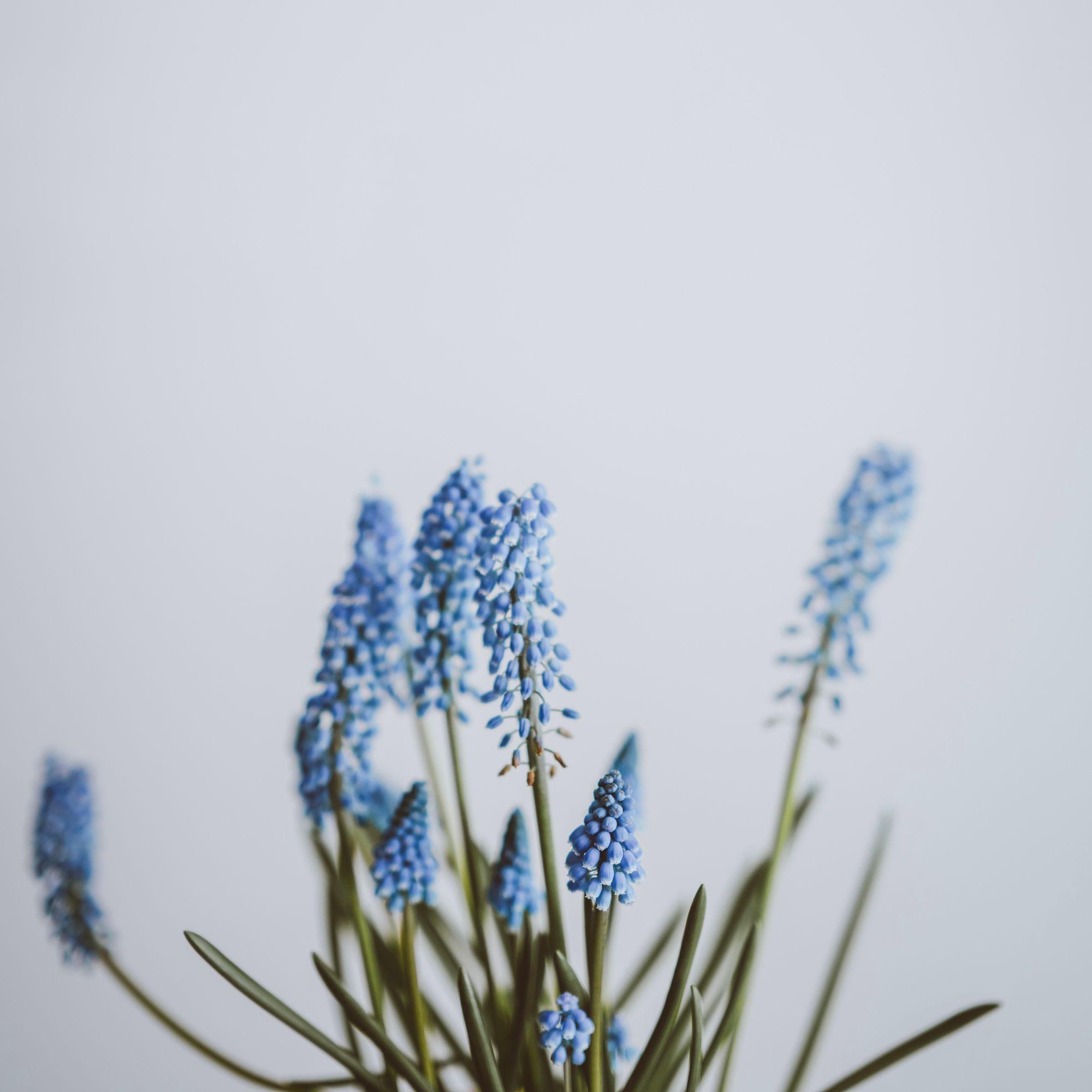 a photograph of a bunch of light blue flowers. the background is a plain pale white wall.