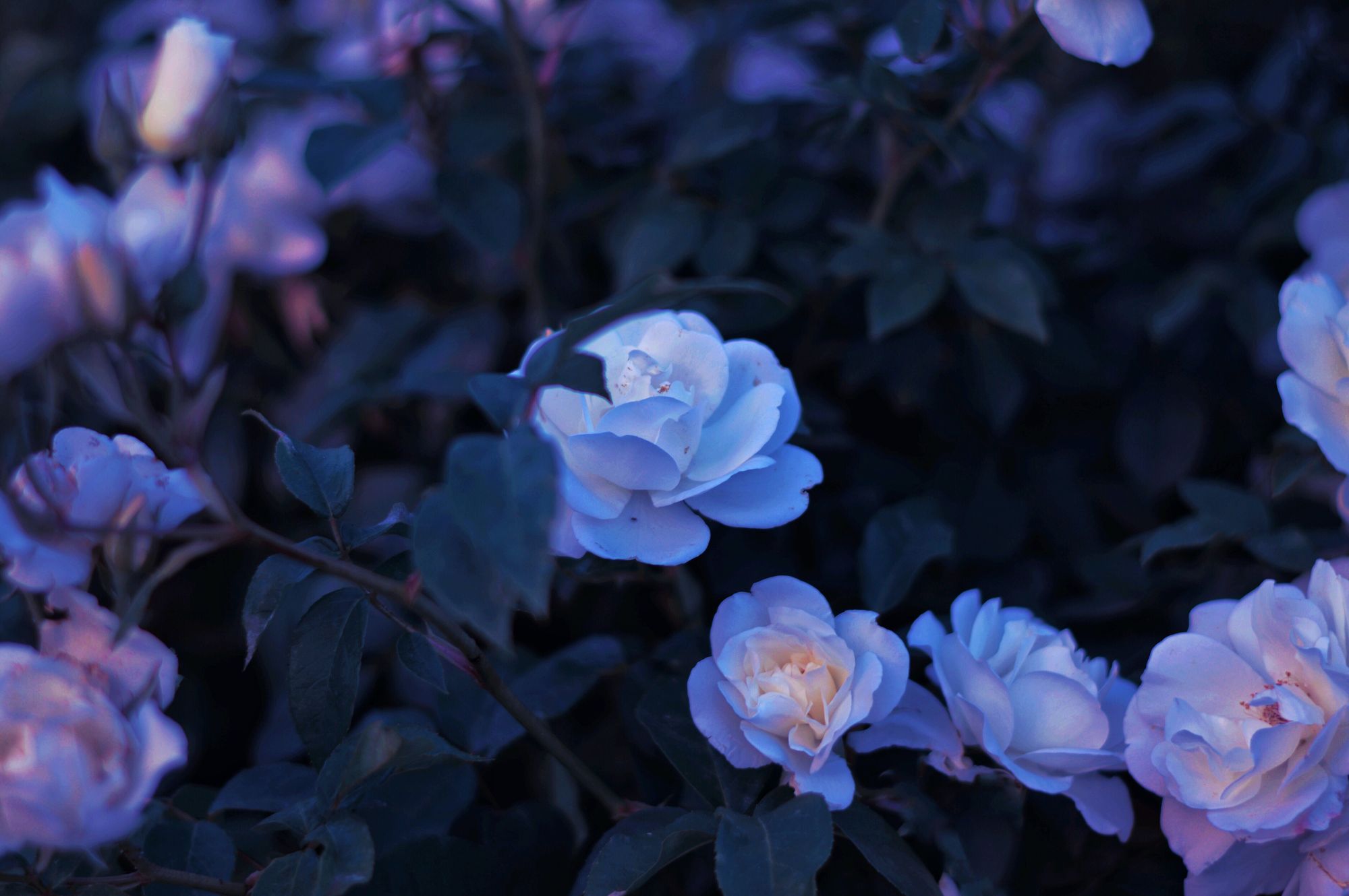 Photograph of many bluish purple flowers
