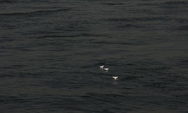 Three small floating white paper boats on a body of water that is tinted black. Taken by Drunk Photographer.